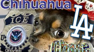 ICE Chasing Undocumented Chihuahua