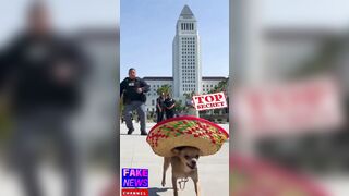 ICE Chasing Undocumented Chihuahua