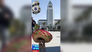 ICE Chasing Undocumented Chihuahua