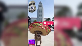 ICE Chasing Undocumented Chihuahua