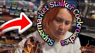 Supermarket Stalker Cockroaches